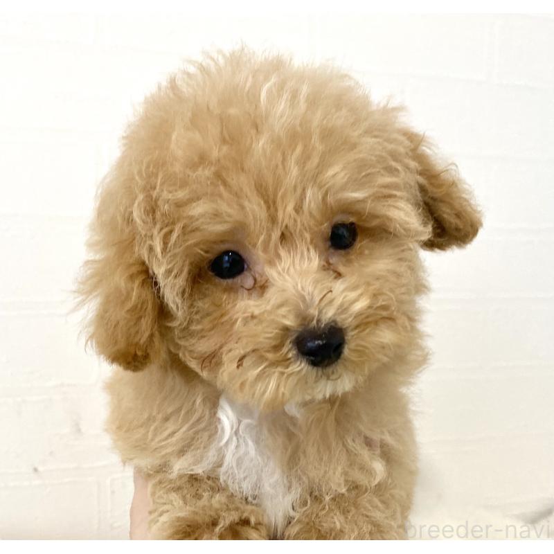 成約済の静岡県のマルプー:マルチーズ×トイプードル-424505の4枚目