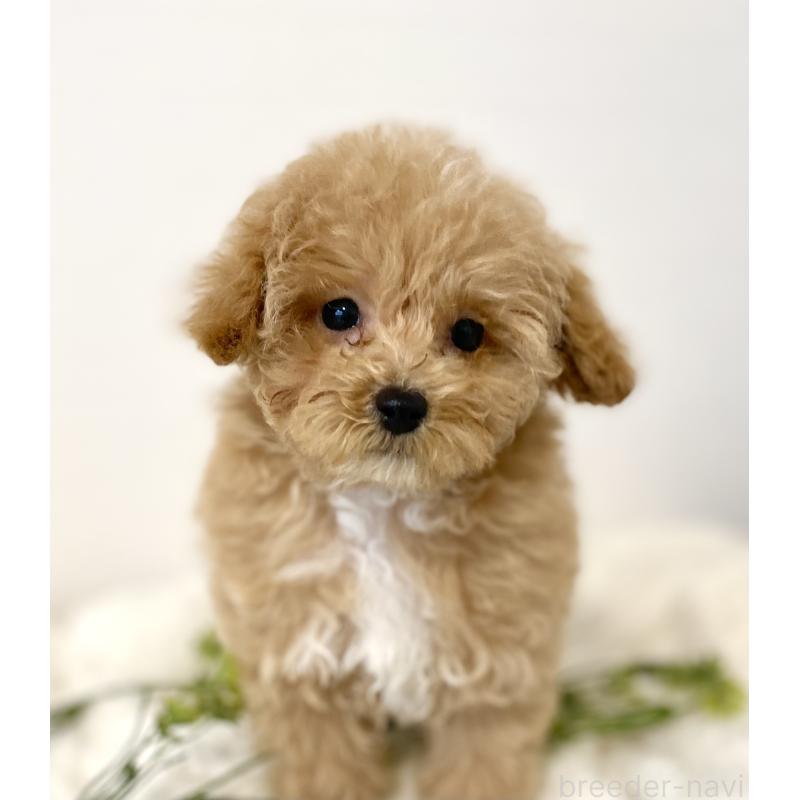 成約済の静岡県のマルプー:マルチーズ×トイプードル-424505の3枚目