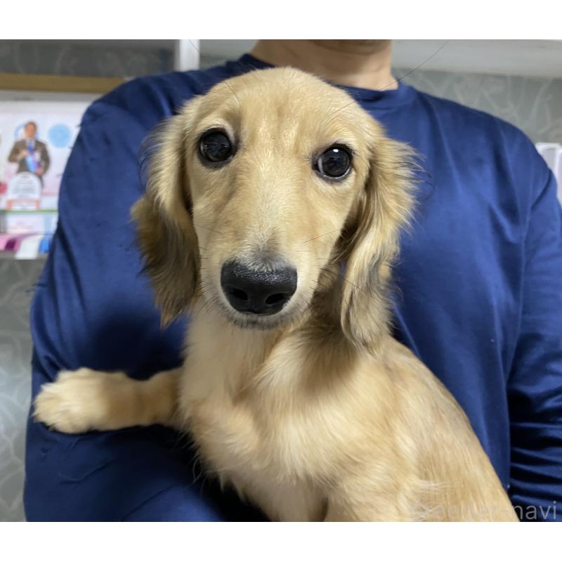 販売中の岐阜県のミニチュアダックスフンド(ロングヘアード)-406690の10枚目