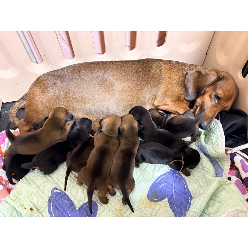 販売中の千葉県のスタンダードダックスフンド-425327の7枚目