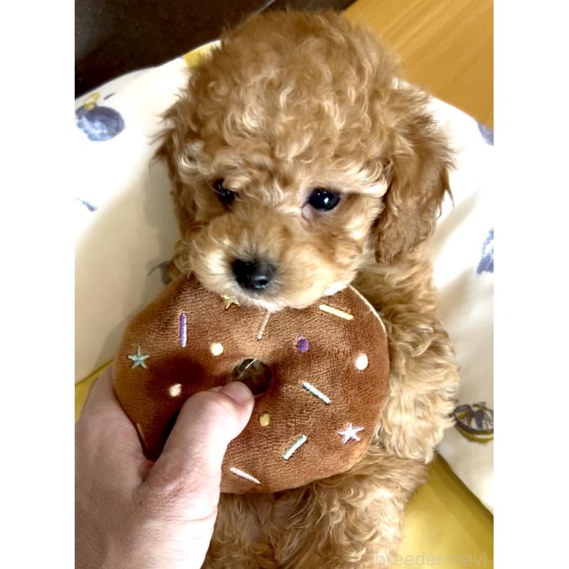 販売中の奈良県のトイプードル-427165