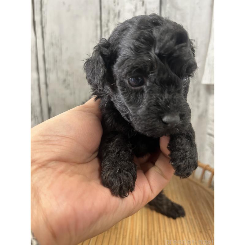 成約済の山梨県のミックス犬-425787の5枚目