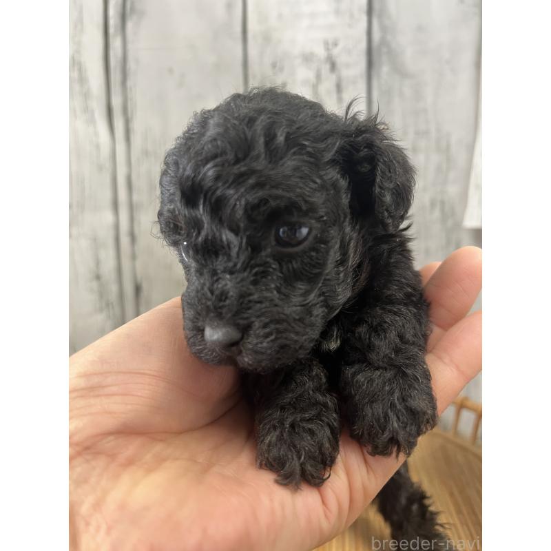 成約済の山梨県のミックス犬-425787の4枚目