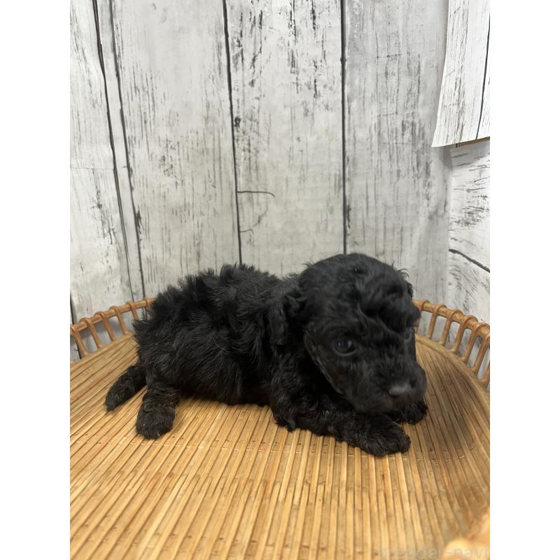 成約済の山梨県のミックス犬-425787の3枚目