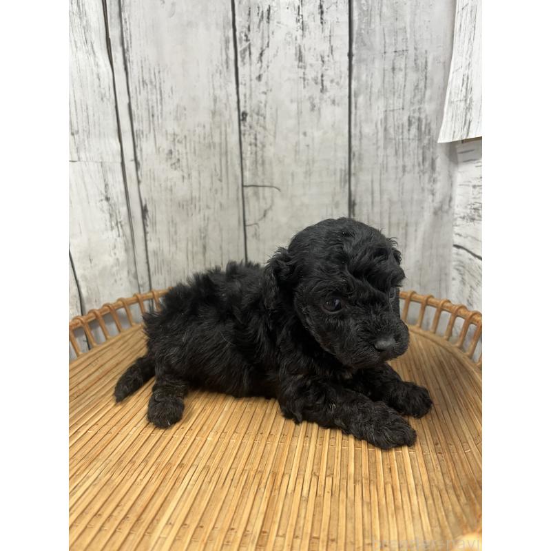 成約済の山梨県のミックス犬-425787の2枚目