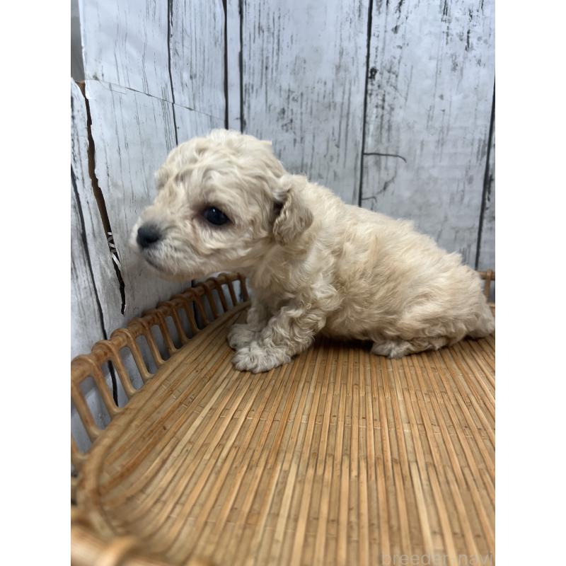 販売中の山梨県のミックス犬-425790の6枚目