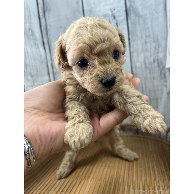 成約済の山梨県のミックス犬-425783の5枚目