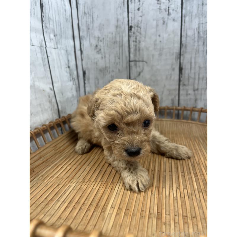 成約済の山梨県のミックス犬-425783の4枚目