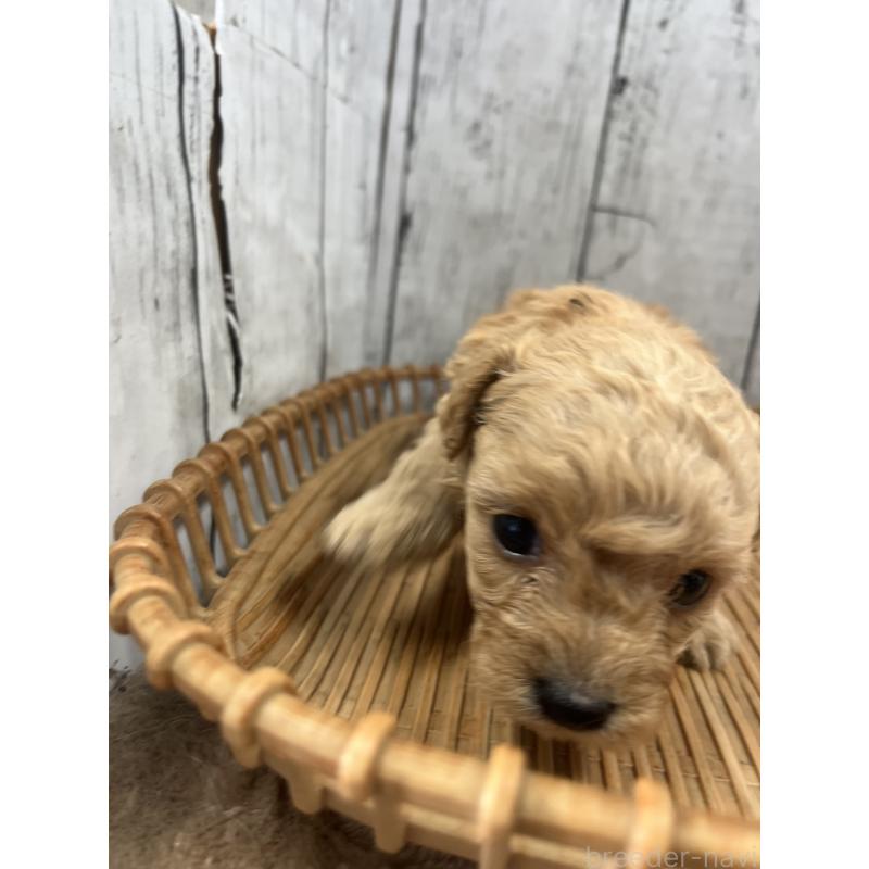 成約済の山梨県のミックス犬-425783の3枚目