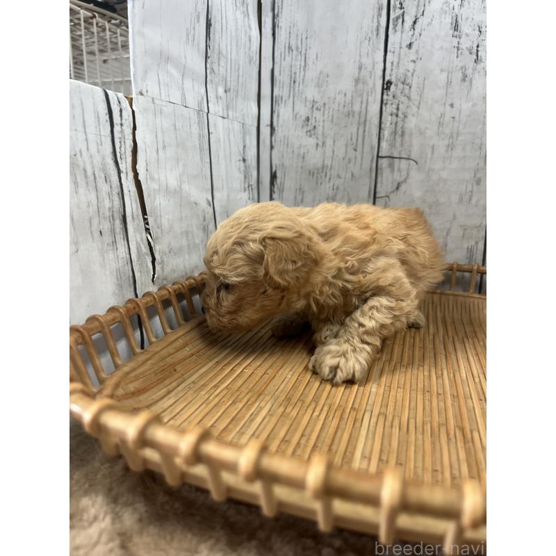 成約済の山梨県のミックス犬-425783の2枚目