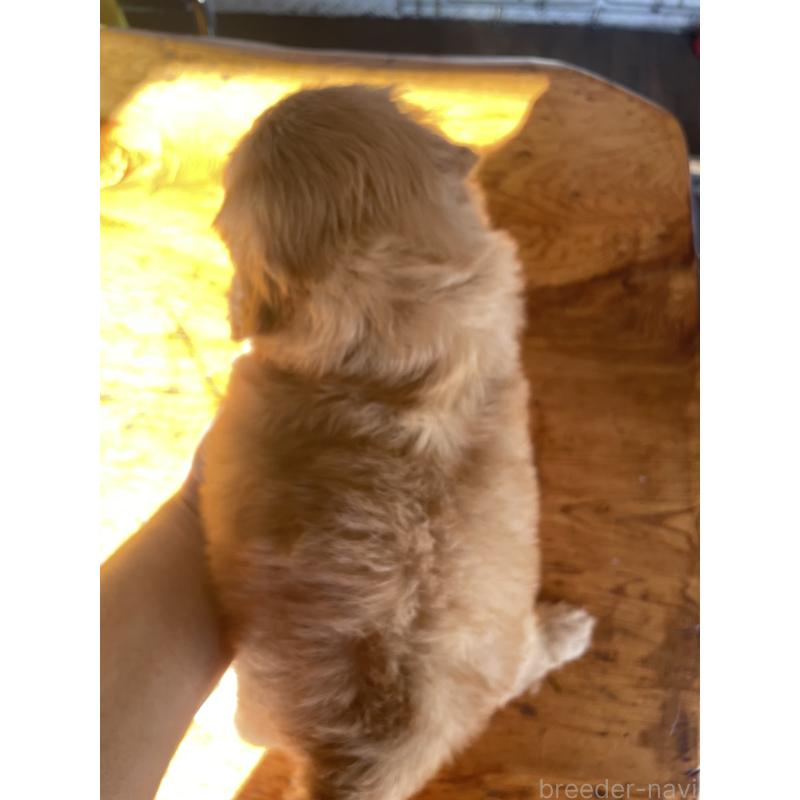 販売中の埼玉県のゴールデンドゥードル:ゴールデンレトリーバー×プードル-427914の3枚目