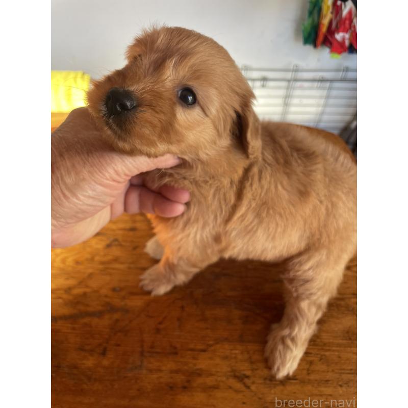 販売中の埼玉県のゴールデンドゥードル:ゴールデンレトリーバー×プードル-427914の2枚目