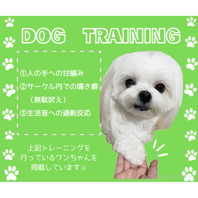 販売中の静岡県のカニンヘンダックスフンド(ロングヘアード)-427915の2枚目