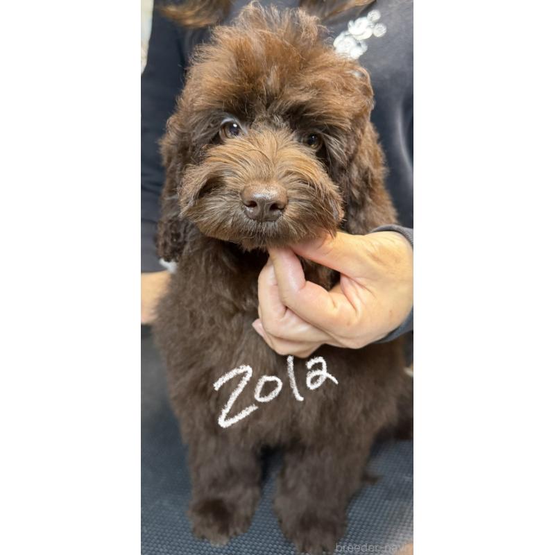 販売中の岩手県のミックス犬-426969の2枚目