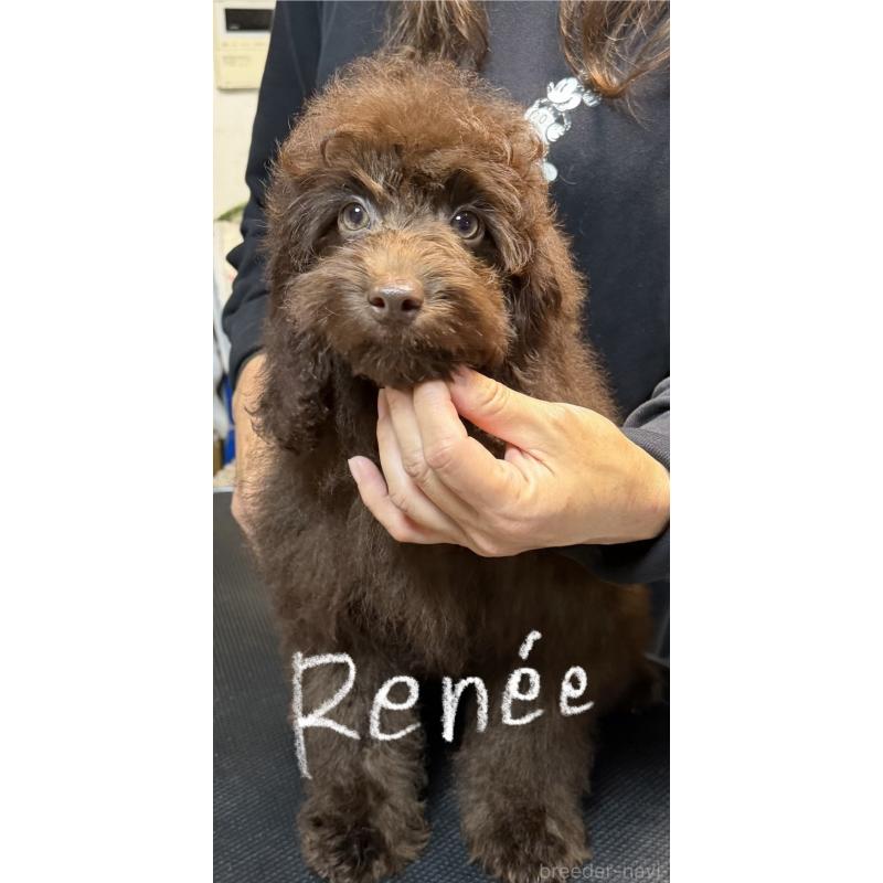 販売中の岩手県のミックス犬-426971