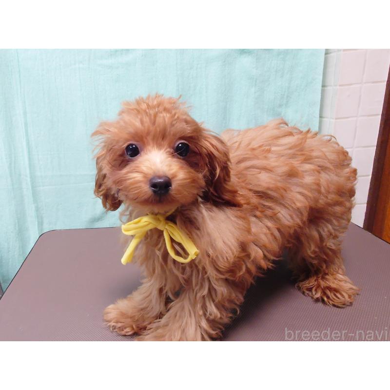 販売中の北海道のタイニープードル-405819の4枚目