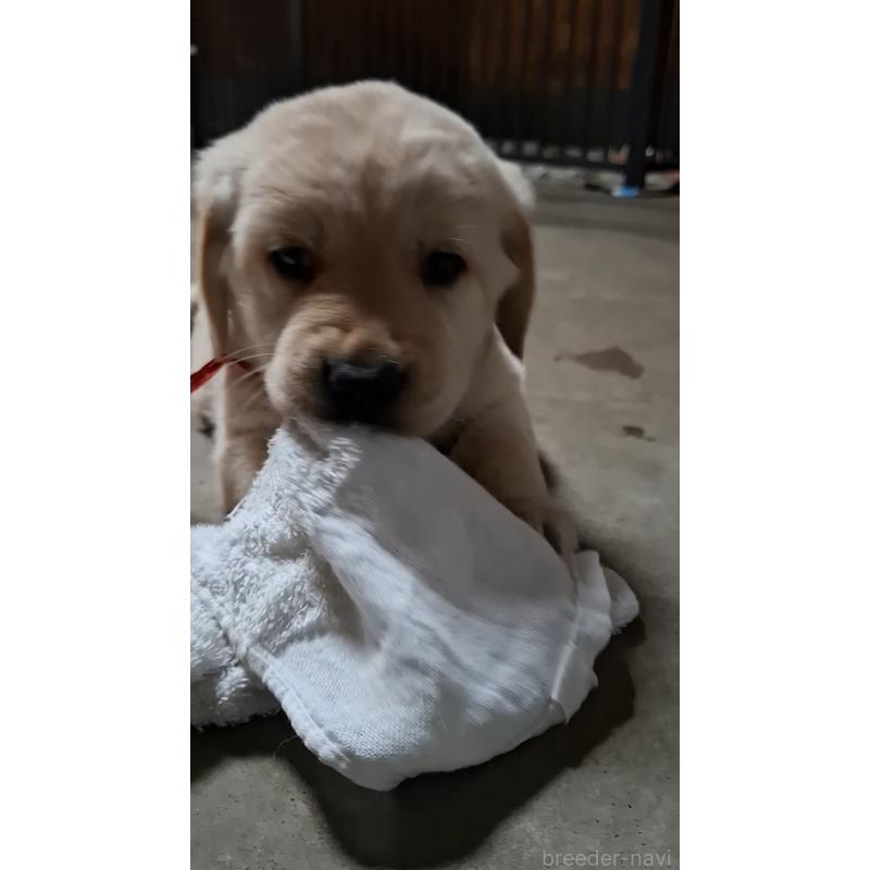 販売中の三重県のミックス犬-427366の6枚目