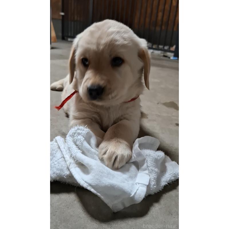 販売中の三重県のミックス犬-427366の5枚目