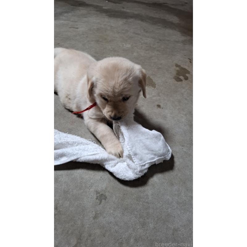 販売中の三重県のミックス犬-427366の4枚目