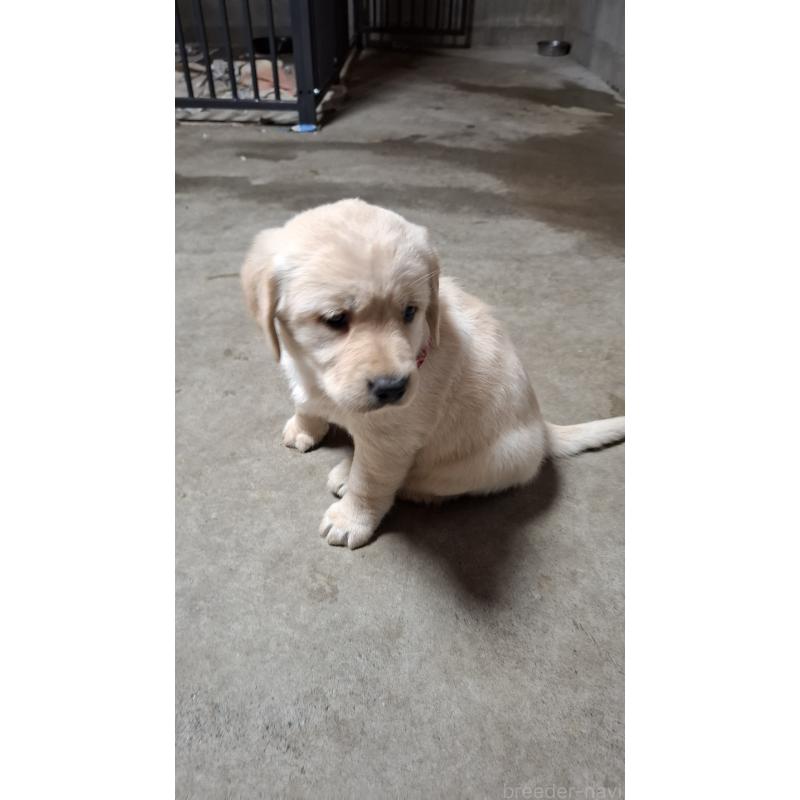 販売中の三重県のミックス犬-427366の3枚目