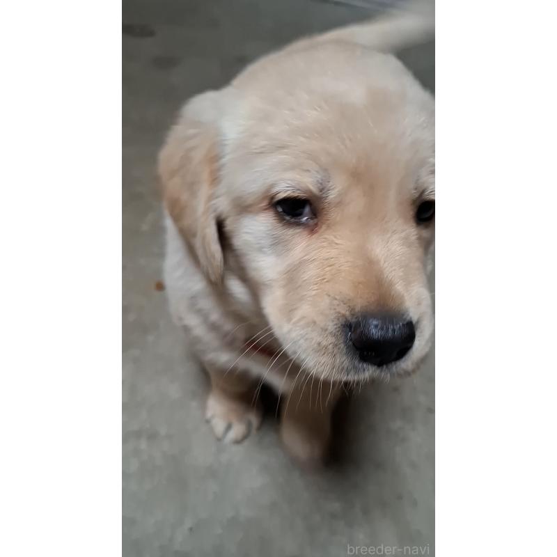 販売中の三重県のミックス犬-427366の2枚目