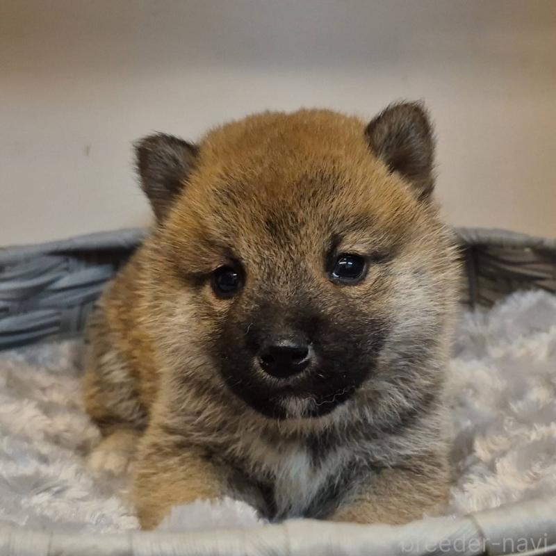 販売中の富山県の柴犬-428085の7枚目