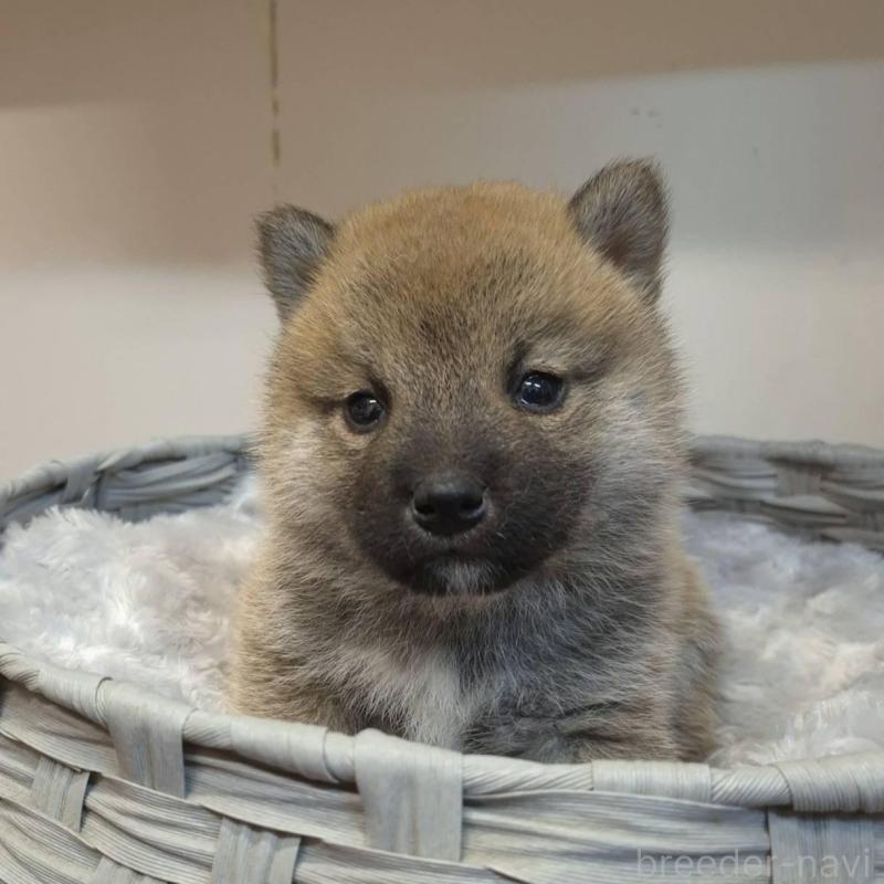 販売中の富山県の柴犬-428085の1枚目