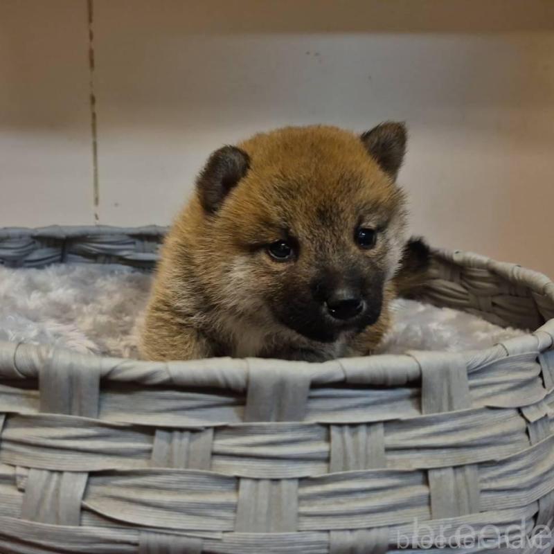 販売中の富山県の柴犬-428085の6枚目