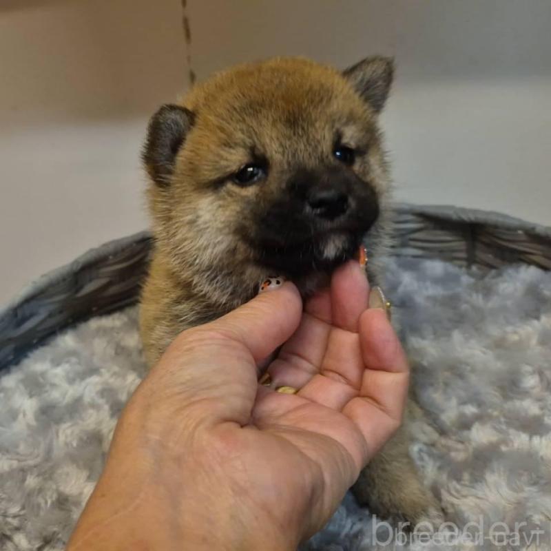 販売中の富山県の柴犬-428085の5枚目