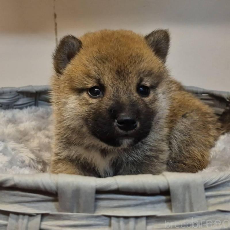 販売中の富山県の柴犬-428085の4枚目