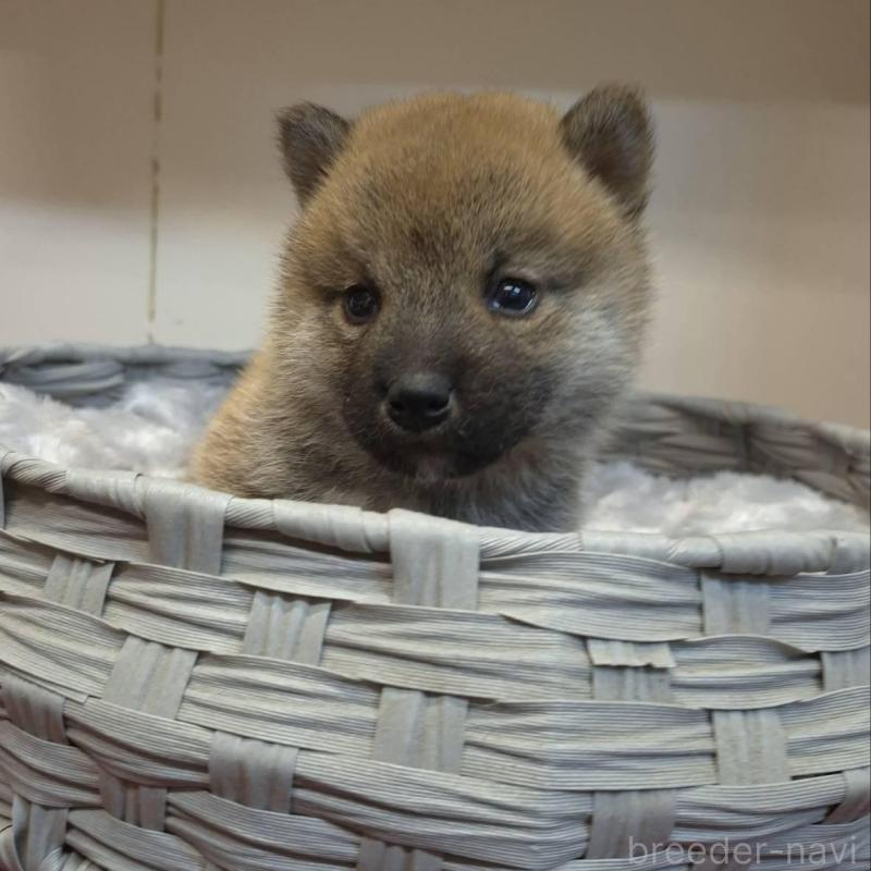 販売中の富山県の柴犬-428085の3枚目