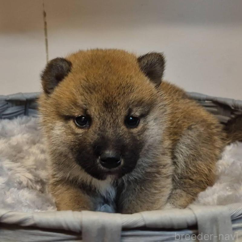 販売中の富山県の柴犬-428085の2枚目