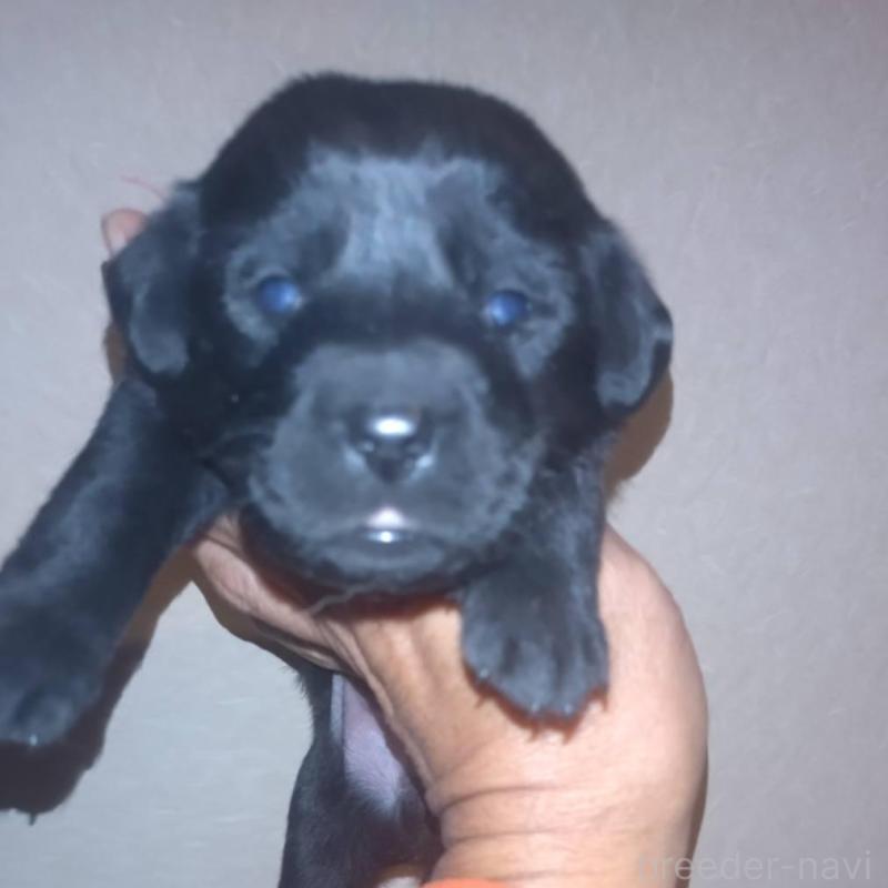 販売中の岡山県のラブラドールレトリーバー-428086の4枚目