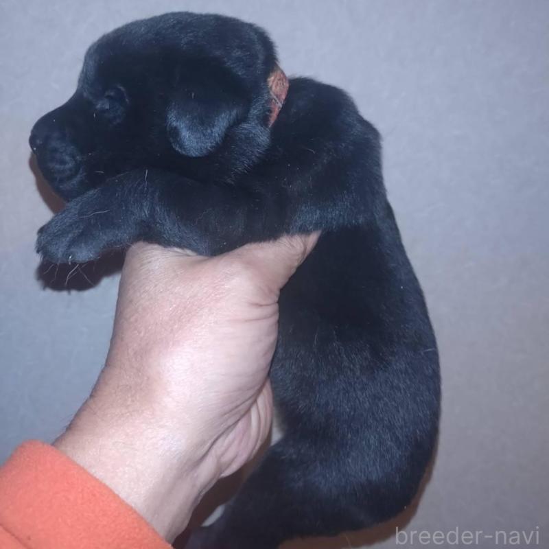 販売中の岡山県のラブラドールレトリーバー-428086の3枚目