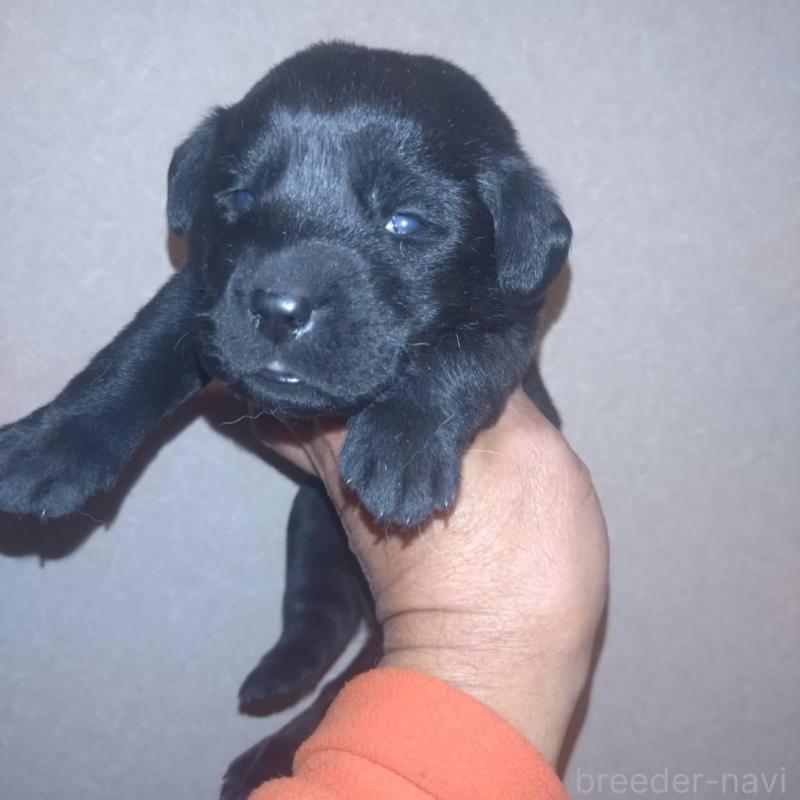 販売中の岡山県のラブラドールレトリーバー-428086の2枚目