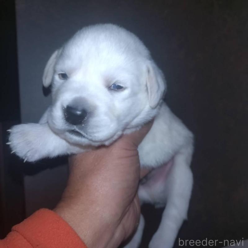 販売中の岡山県のラブラドールレトリーバー-428087