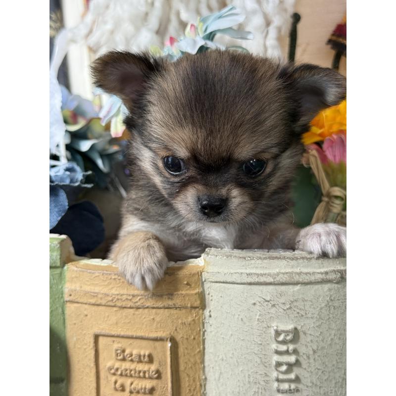 成約済の宮崎県のチワワ(ロングコート)-426662の11枚目