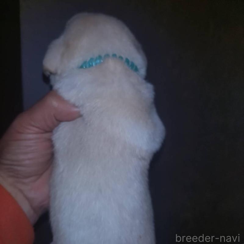 販売中の岡山県のラブラドールレトリーバー-428087の6枚目