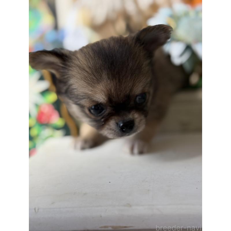 成約済の宮崎県のチワワ(ロングコート)-426662の10枚目