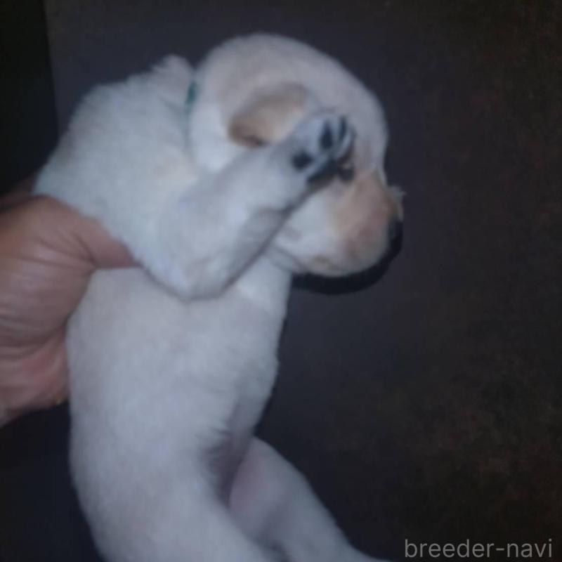 販売中の岡山県のラブラドールレトリーバー-428087の5枚目