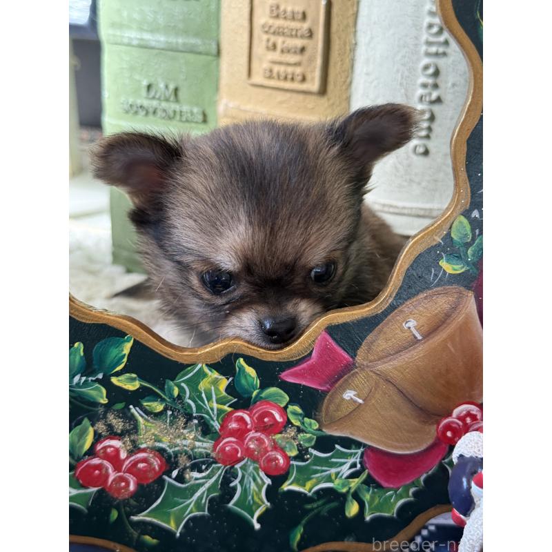 成約済の宮崎県のチワワ(ロングコート)-426662の9枚目