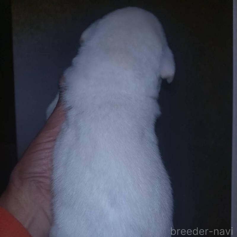 販売中の岡山県のラブラドールレトリーバー-428087の4枚目