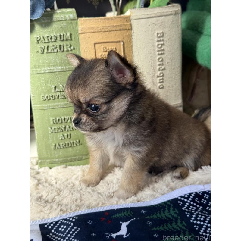 成約済の宮崎県のチワワ(ロングコート)-426662の8枚目