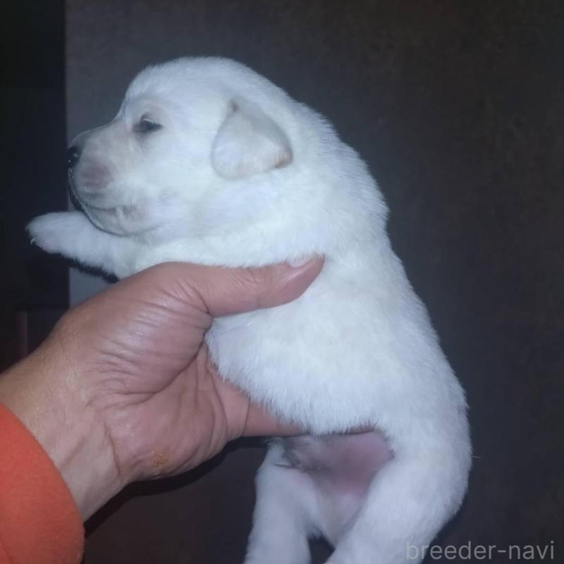 販売中の岡山県のラブラドールレトリーバー-428087の3枚目