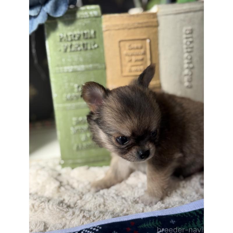 成約済の宮崎県のチワワ(ロングコート)-426662の7枚目