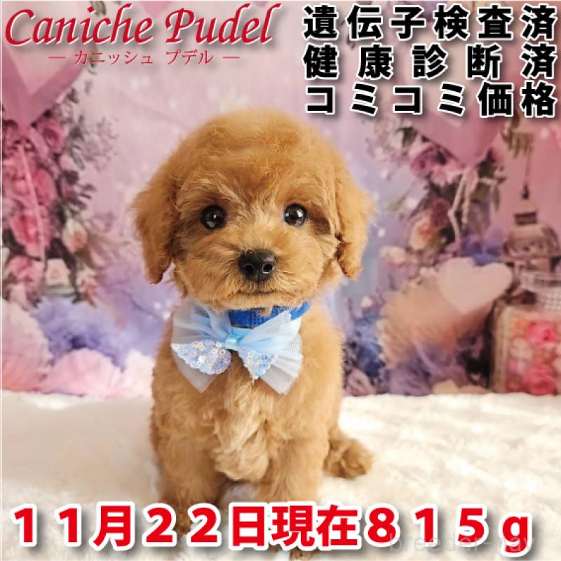 成約済の岐阜県のトイプードル-423976の10枚目