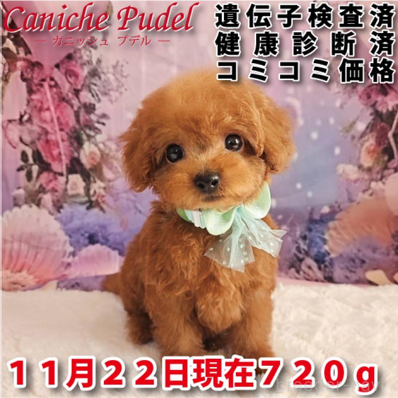 成約済の岐阜県のトイプードル-424025の15枚目