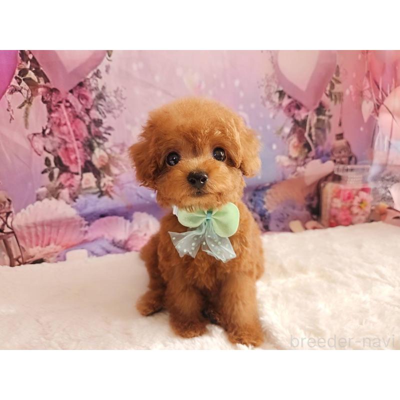 成約済の岐阜県のトイプードル-424025の14枚目