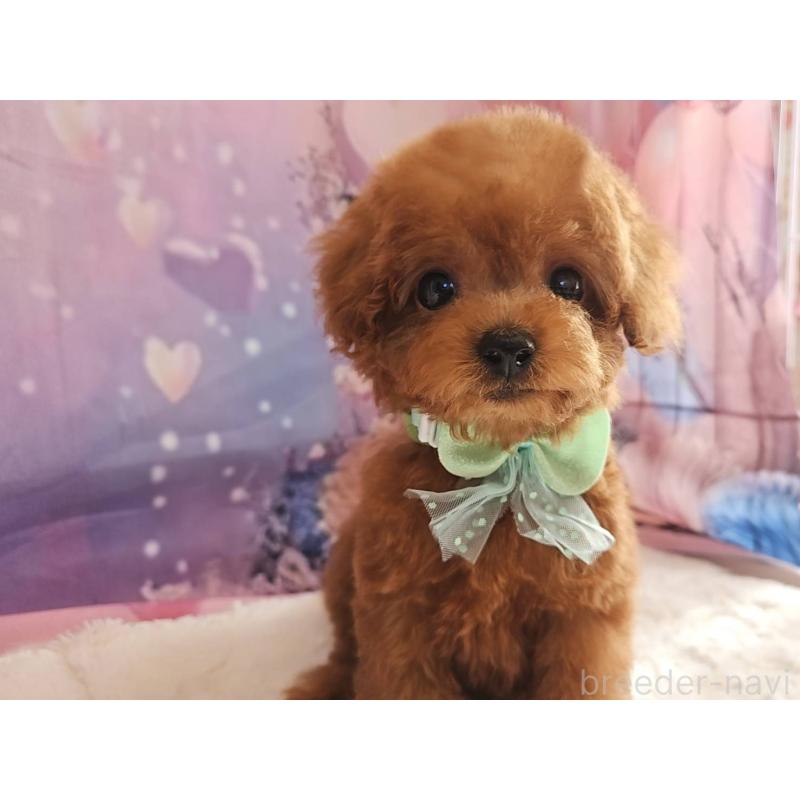 成約済の岐阜県のトイプードル-424025の13枚目