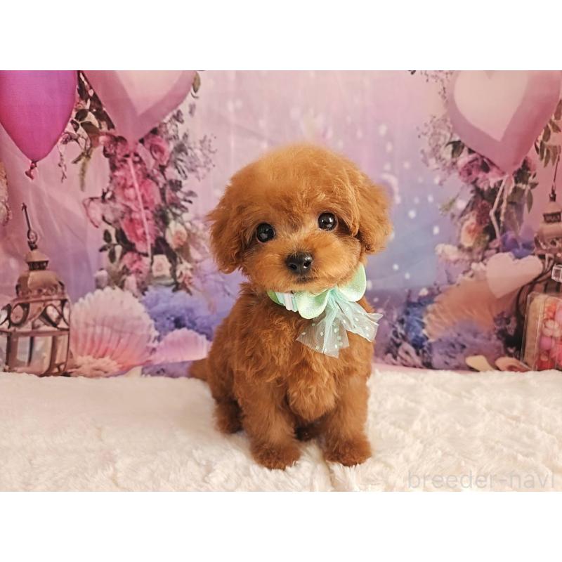 成約済の岐阜県のトイプードル-424025の12枚目